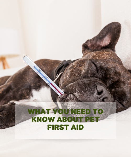 What You Need to Know About Pet First Aid