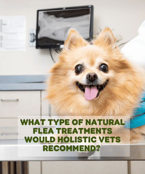 What Type Of Natural Flea Treatments Would Holistic Vets Recommend?