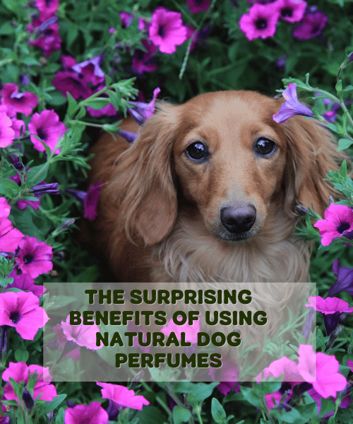 The Surprising Benefits of Using Natural Dog Perfumes