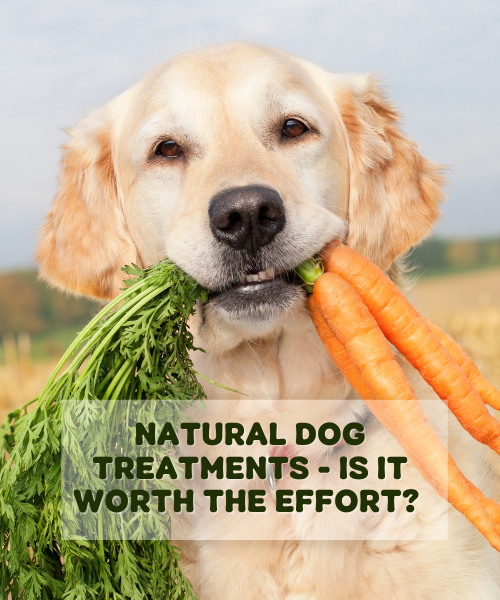 Natural Treatments for Dogs – Is it Worth the Effort?