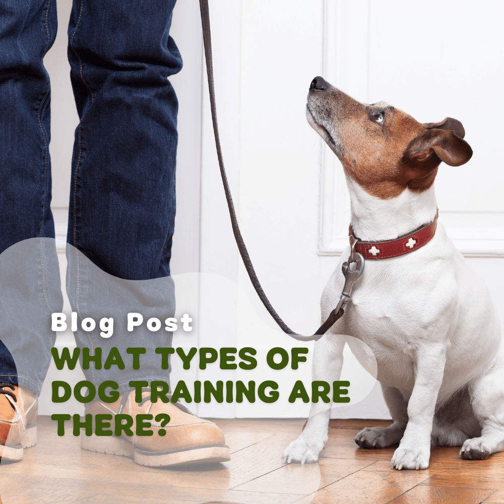 What Types Of Dog Training Are There?