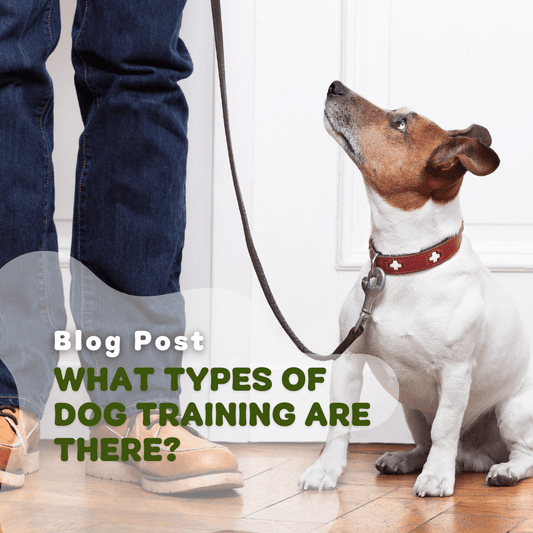 What Types Of Dog Training Are There?