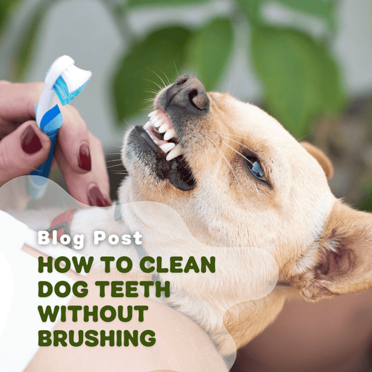 How To Clean Dog Teeth Without Brushing