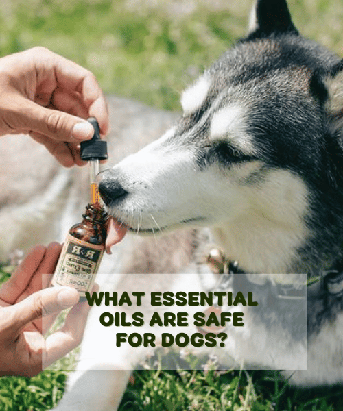 Are Essential Oils Safe For Dogs
