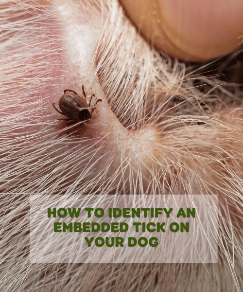 How To Identify An Embedded Tick On Your Dog