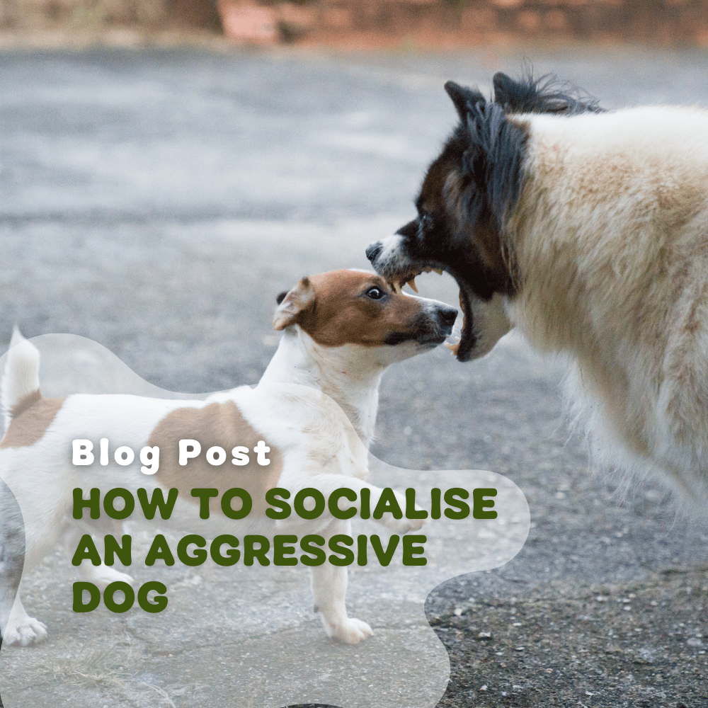 How to Socialise an Aggressive Dog: Proven Tips That Work