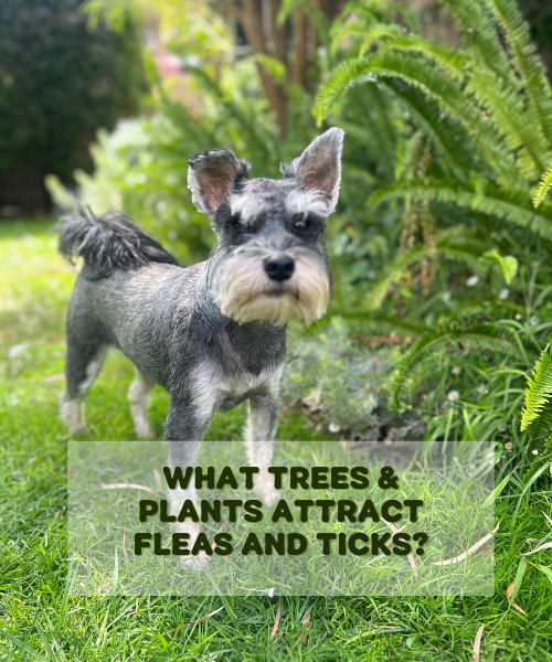 The Hidden Link Between Your Garden & Pests: What Trees & Plants Attract Fleas & Ticks?