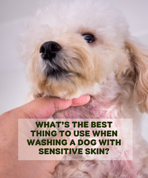 What Is The Best Thing To Wash a Dog with Sensitive Skin?