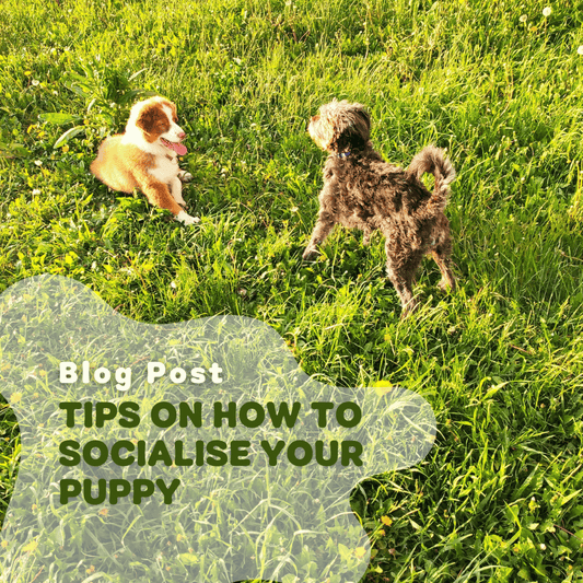 Tips On How To Socialise Your Puppy