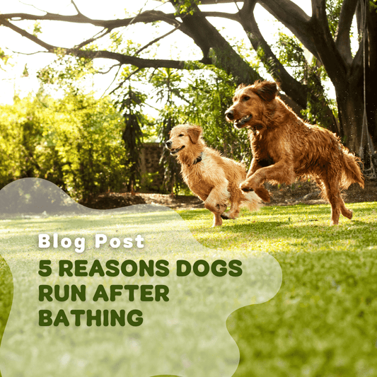 5 Reasons Dogs Run After Bathing