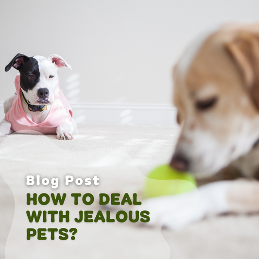 How To Deal With A Jealous Pet