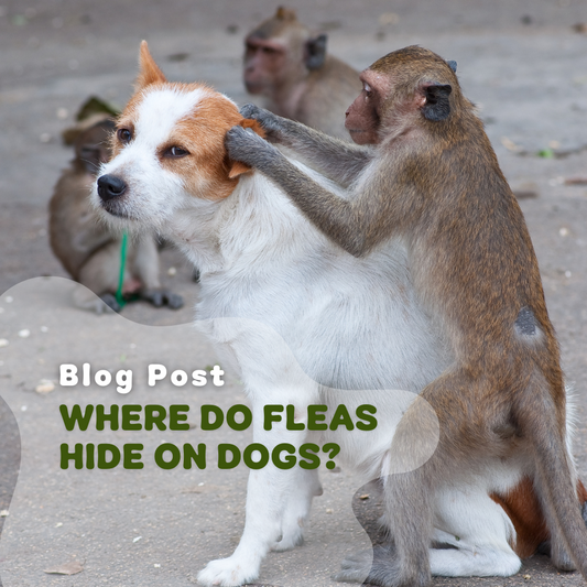 Where Do Fleas Hide On Dogs?