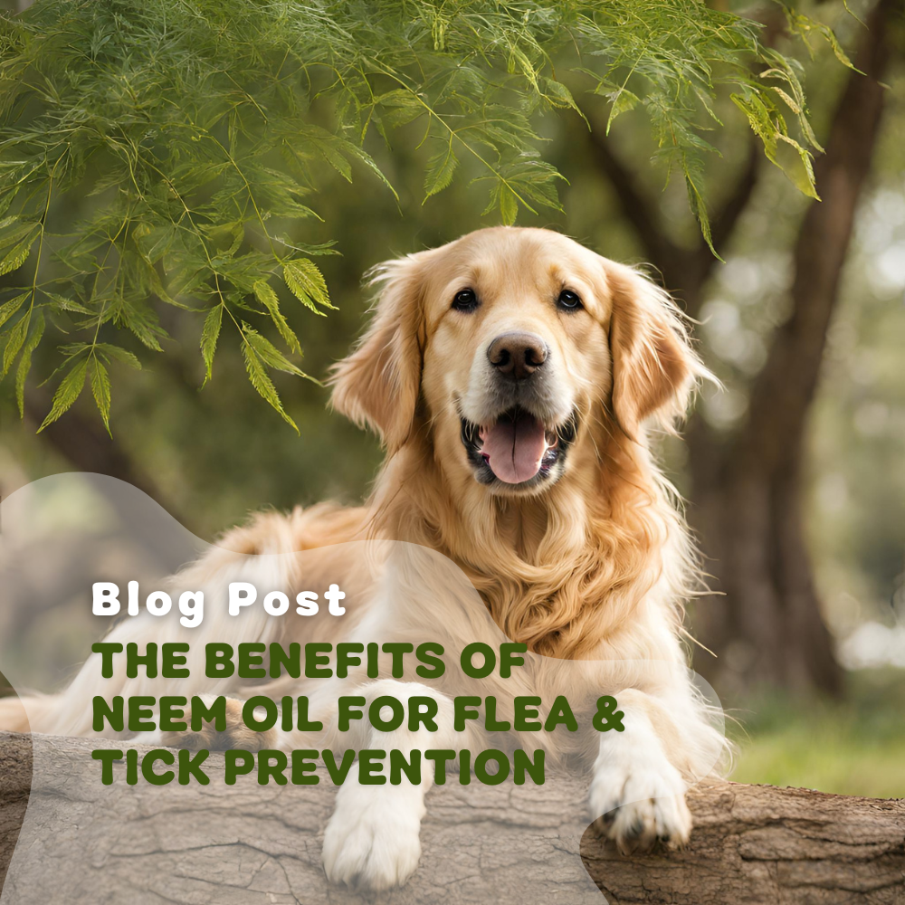The Benefits Of Neem Oil For Flea & Tick Prevention
