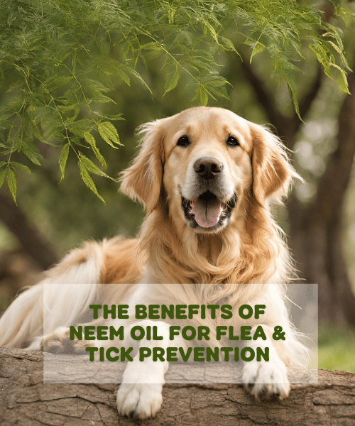 The Benefits Of Neem Oil For Flea & Tick Prevention