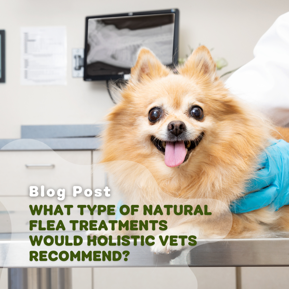 What Type Of Natural Flea Treatments Would Holistic Vets Recommend?