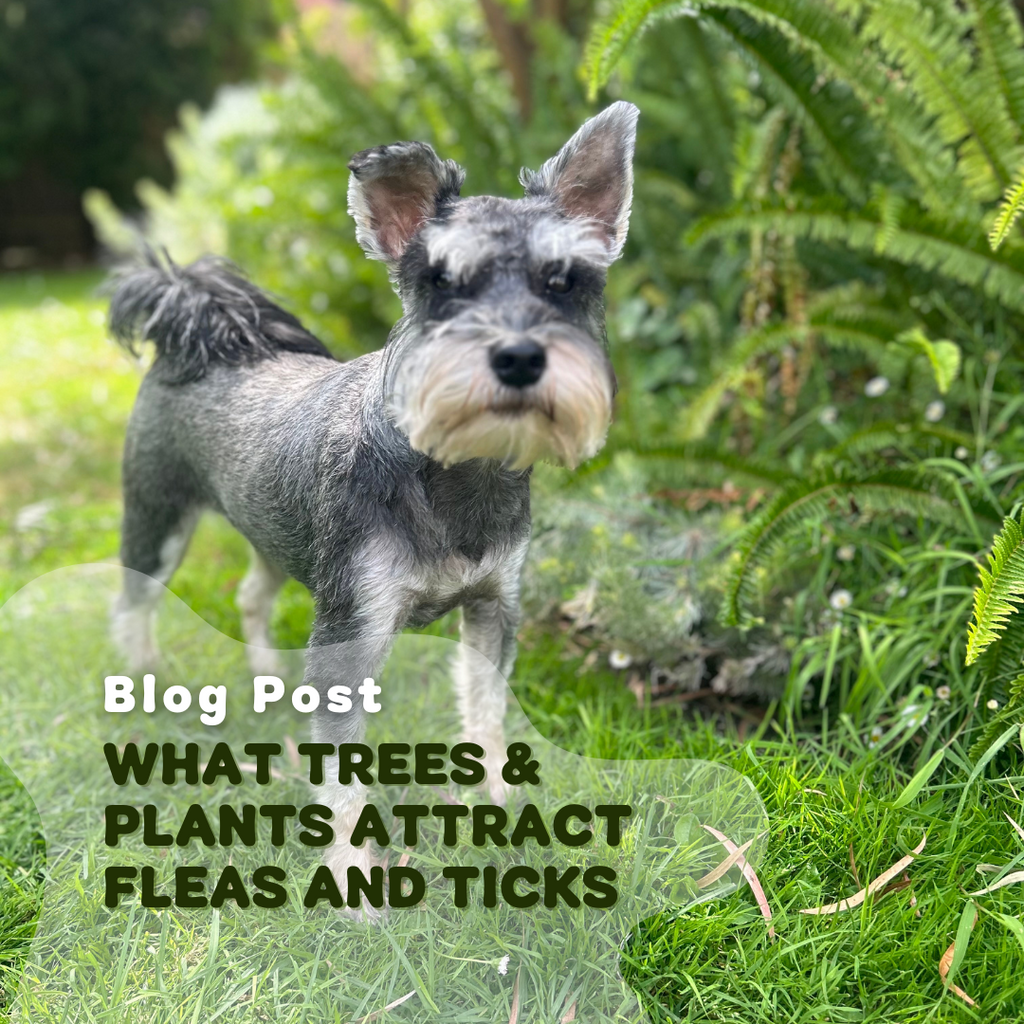 The Hidden Link Between Your Garden & Pests: What Trees & Plants Attract Fleas & Ticks?
