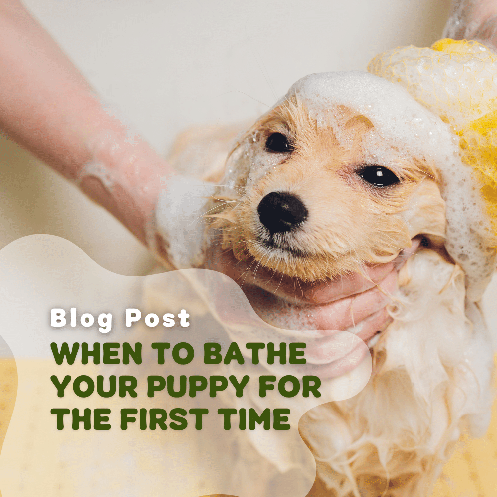 When To Bathe Your Puppy For The First Time