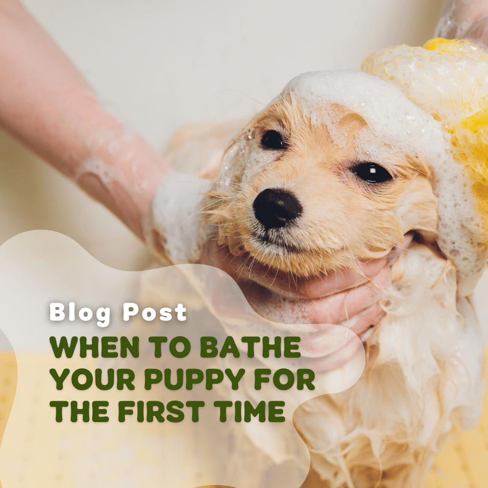 When to bathe online a puppy