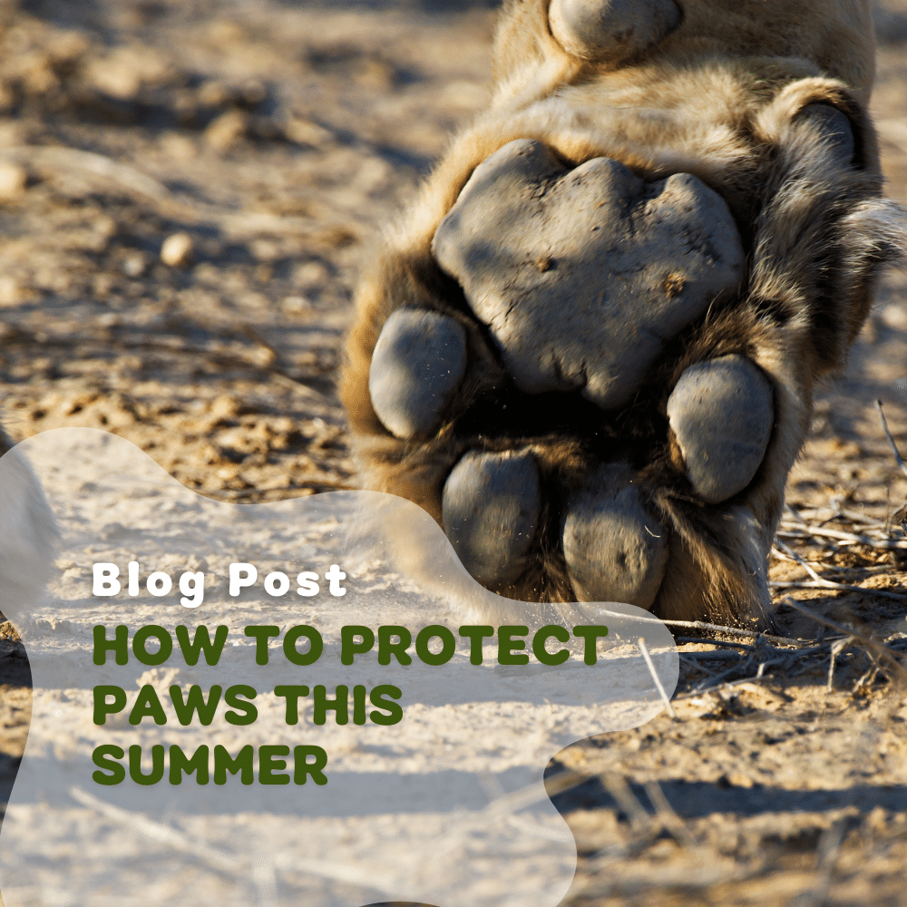 Protecting dogs online paws in summer