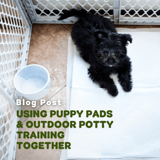 How To Use Puppy Pads & Outdoor Potty Training Together