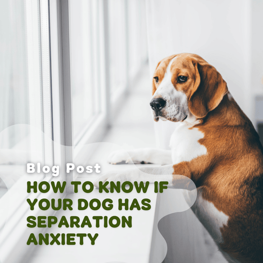 How To Know If Your Dog Has Separation Anxiety