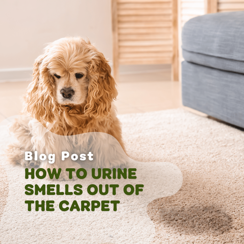 How To Get Pet Urine Smells Out Of Carpet