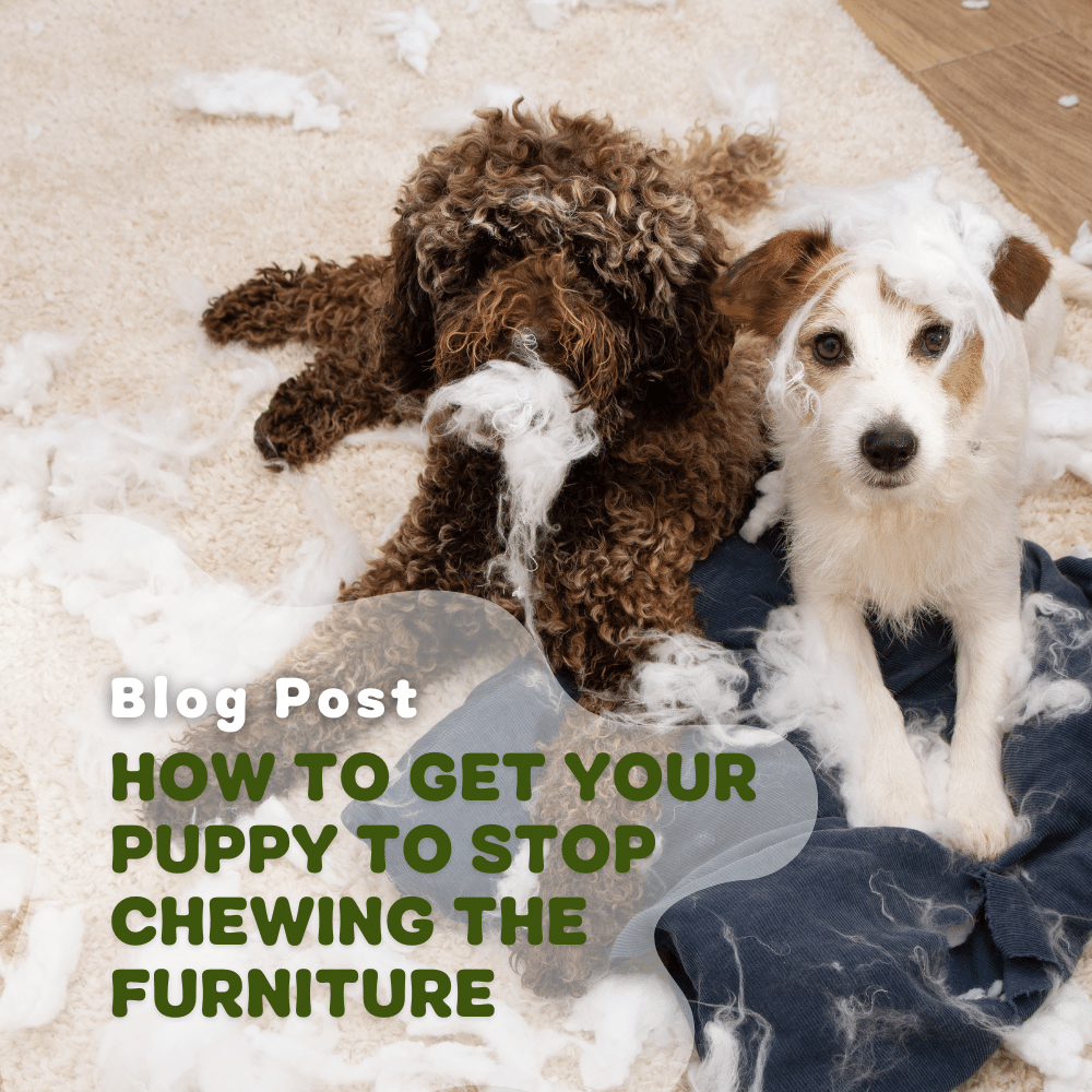 How To Get Your Puppy To Stop Chewing Furniture