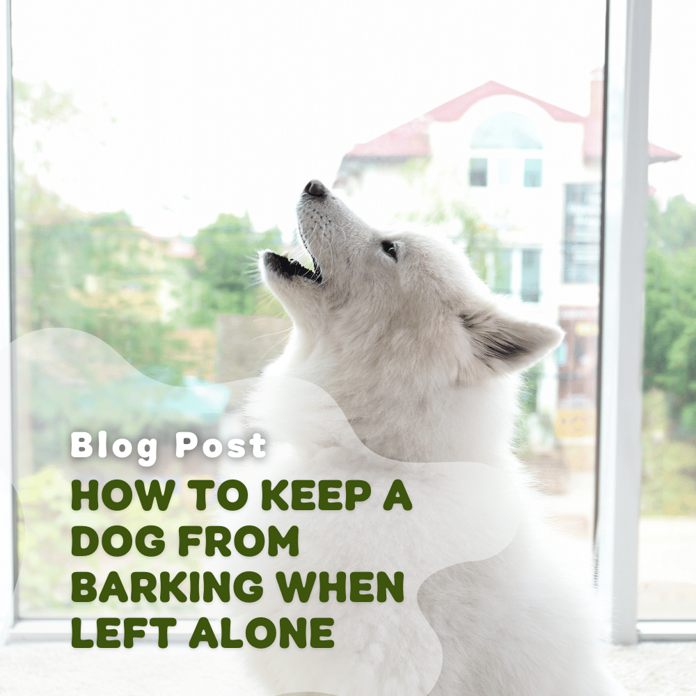 How To Keep A Dog From Barking When Left Alone