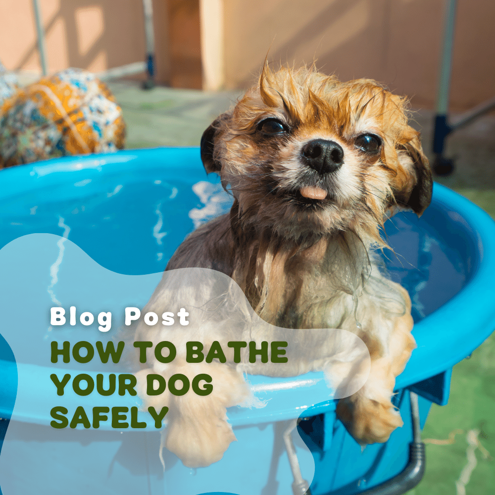 How To Bathe Your Dog Safely