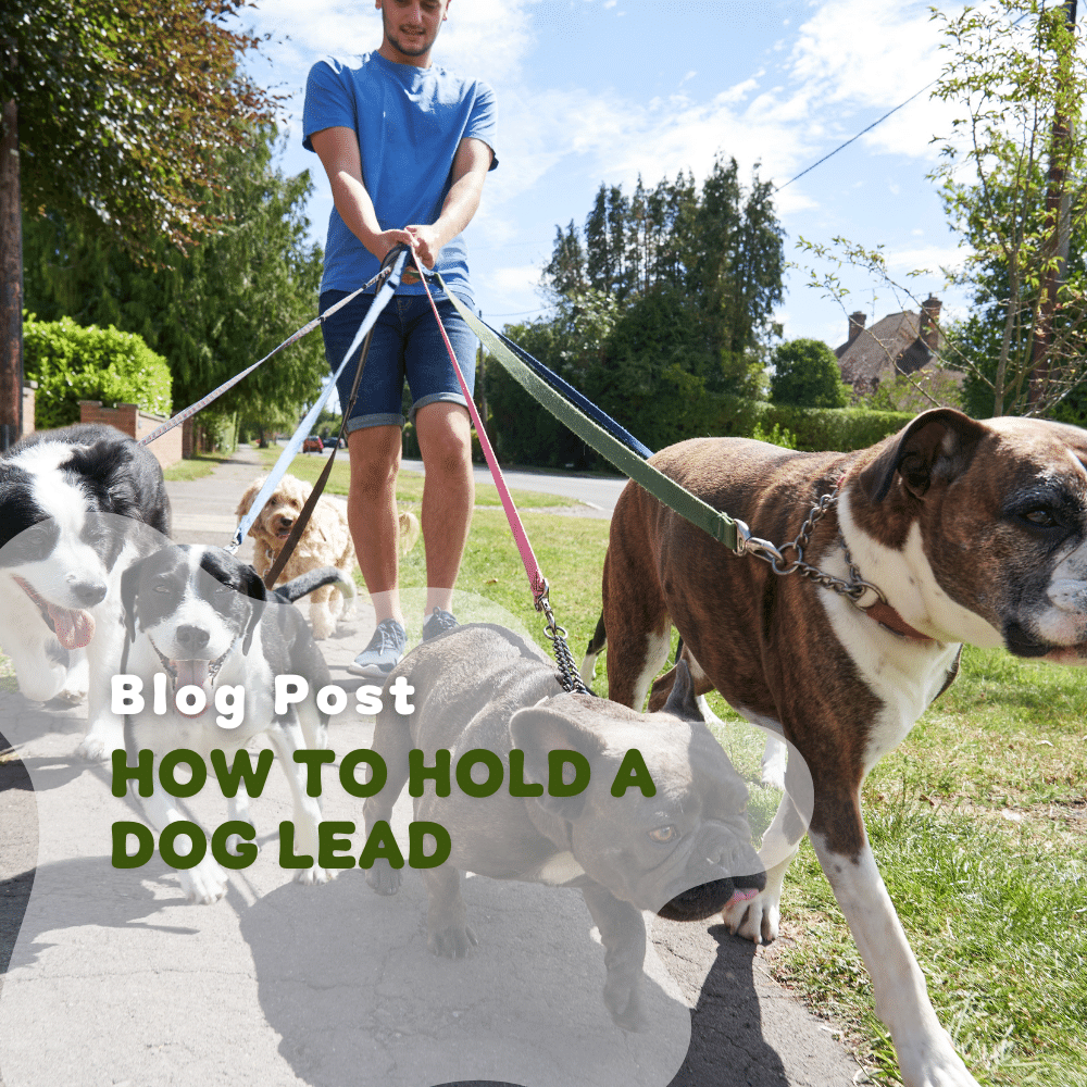 How To Hold A Dog Lead