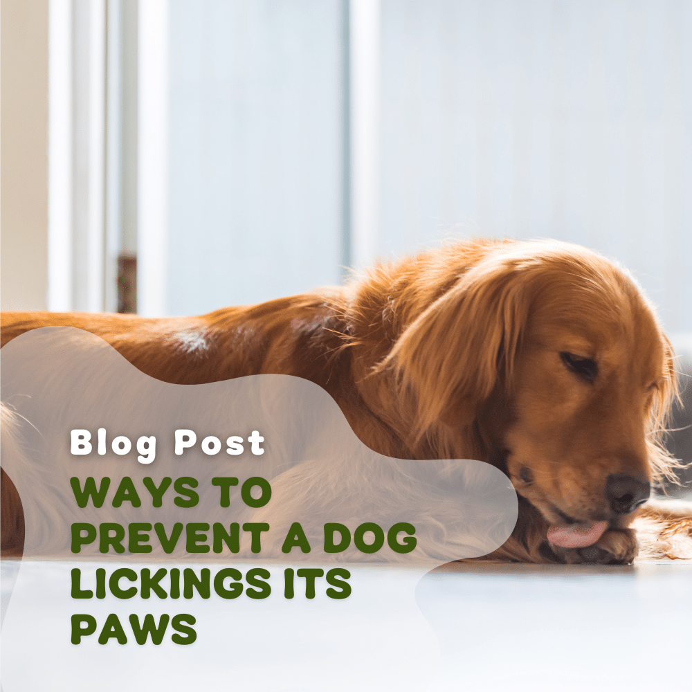 How To Prevent A Dog From Licking Its Paws
