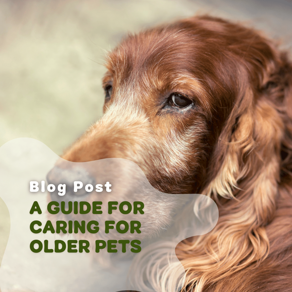 A Guide To Caring For Older Pets