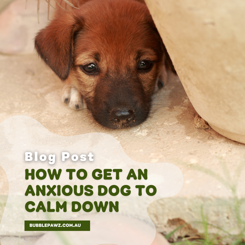 How To Get An Anxious Dog To Calm Down