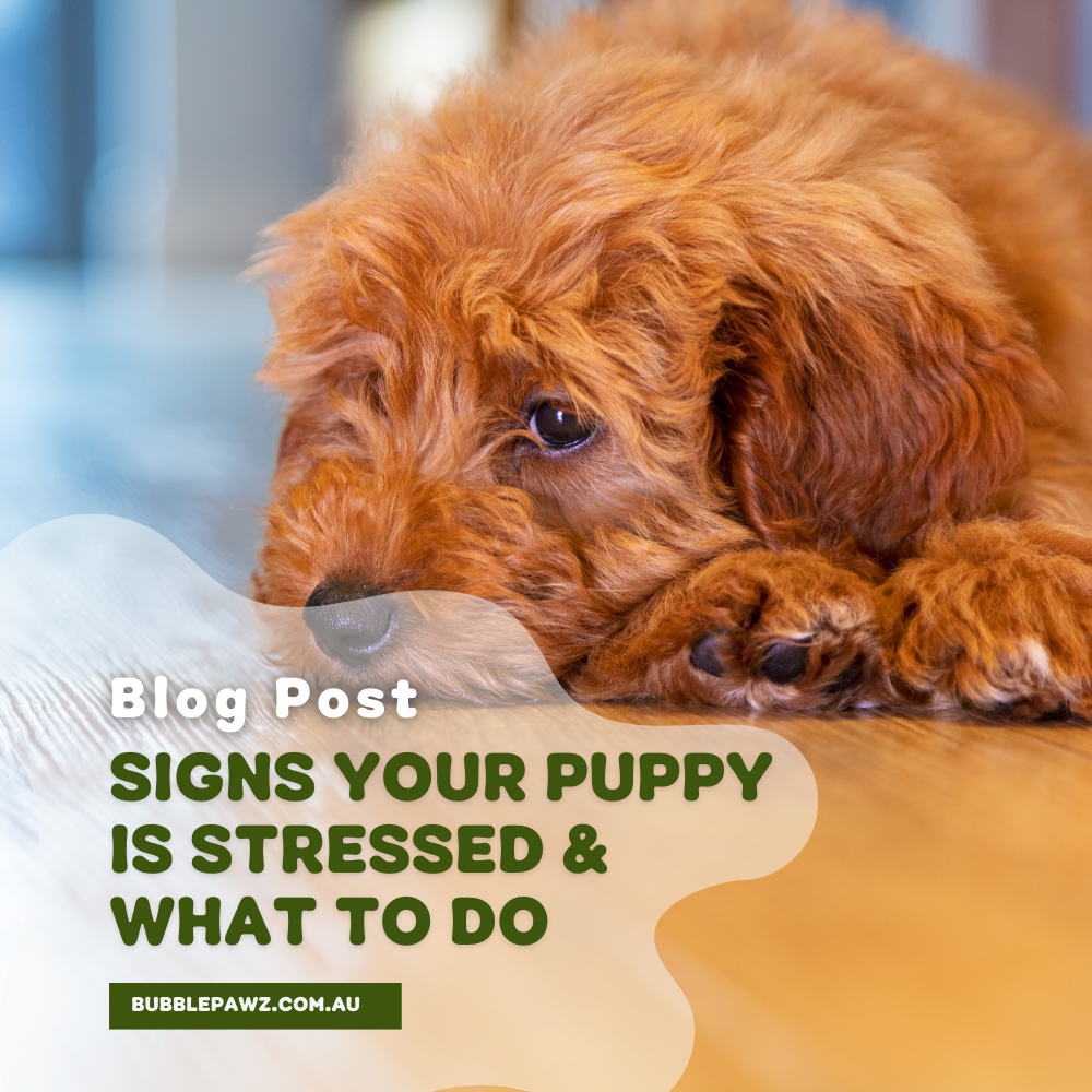 Signs Your Puppy Is Stressed & What To Do