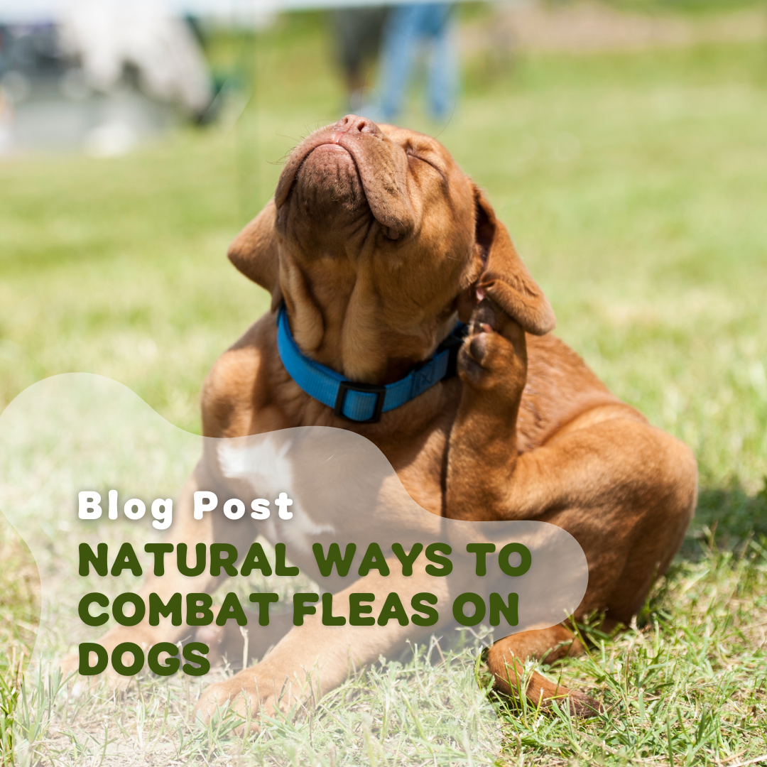 Natural Ways To Combat Fleas On Dogs