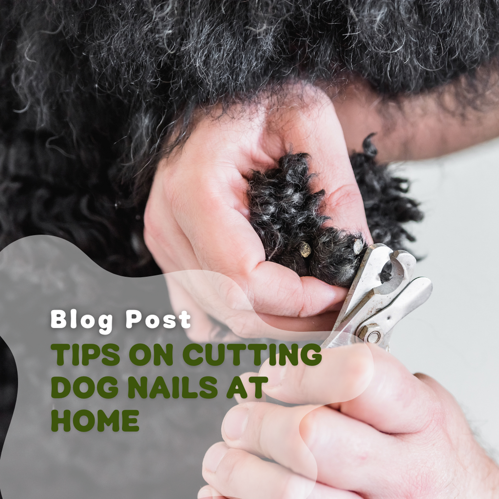 How to clip dog nails with human nail shop clippers