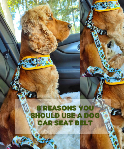 8 Reasons You Should Use a Dog Car Seat Belt