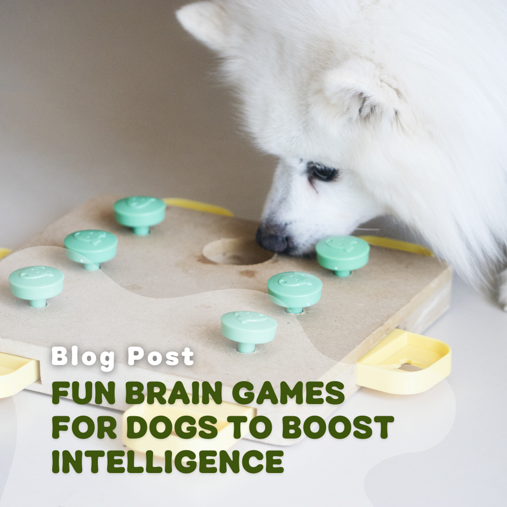 Fun Brain Games For Dogs To Boost Intelligence