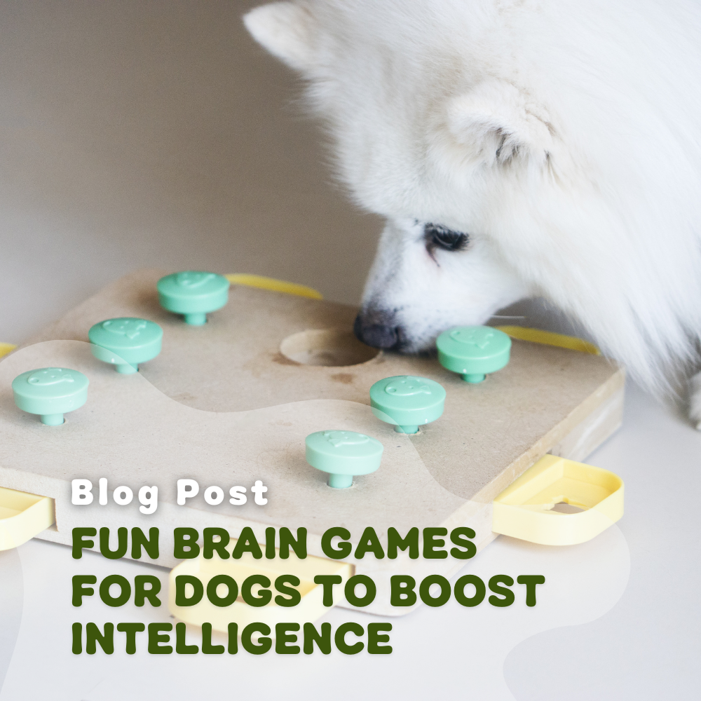 fun-brain-games-for-dogs-to-boost-intelligence