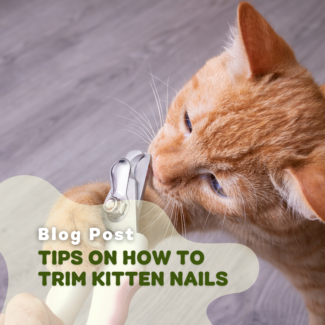 Tips On How to Trim Kitten Nails
