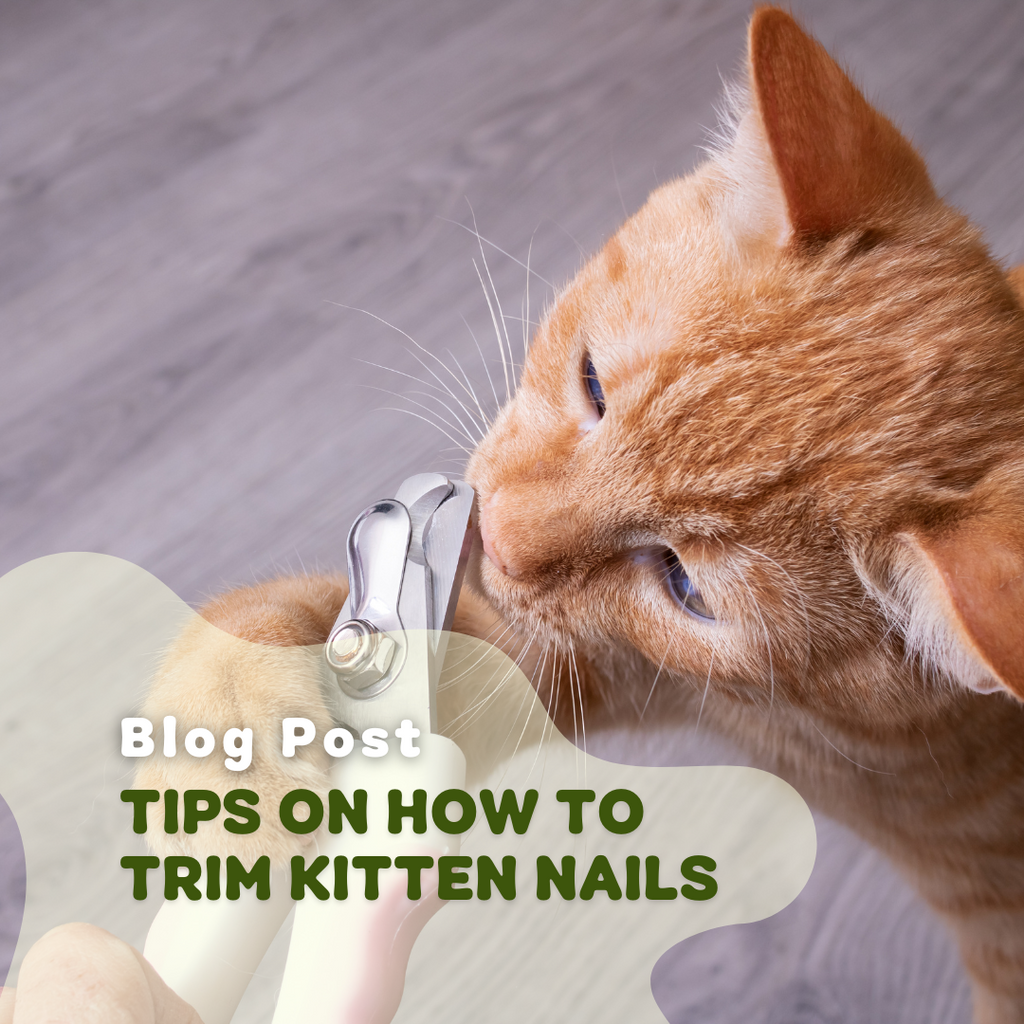 Tips On How to Trim Kitten Nails