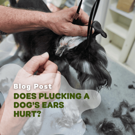 Does Plucking a Dog's Ears Hurt?