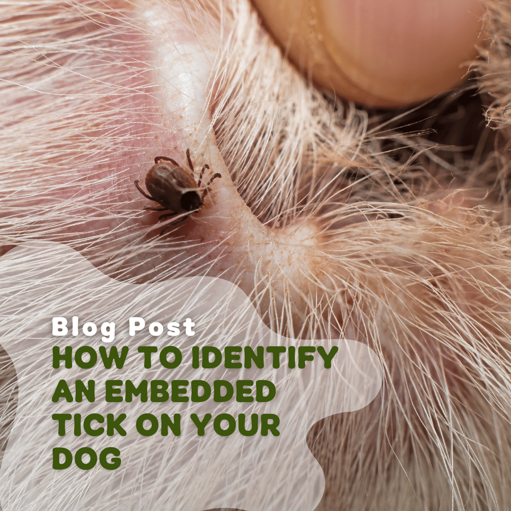 How To Identify An Embedded Tick On Your Dog