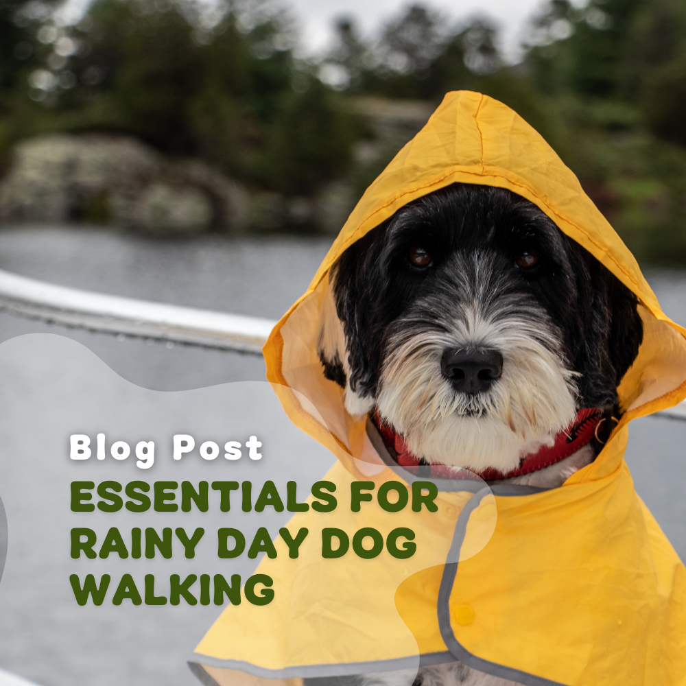 Essentials For Rainy Day Dog Walking