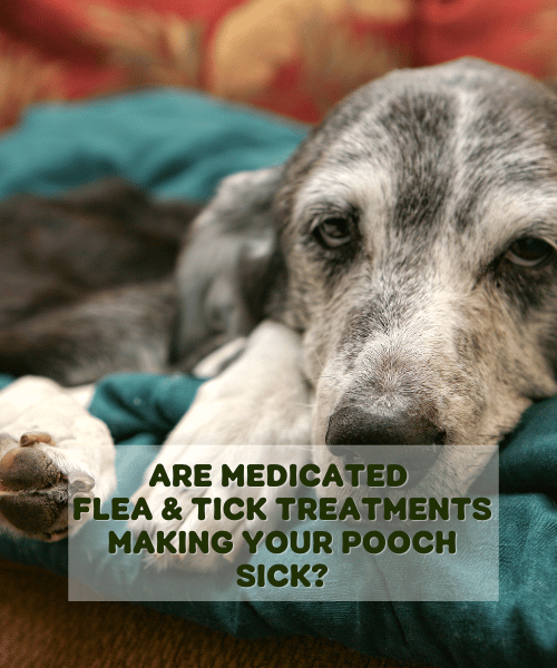 Are Medicated Flea & Tick Treatments Making Your Pooch Sick?