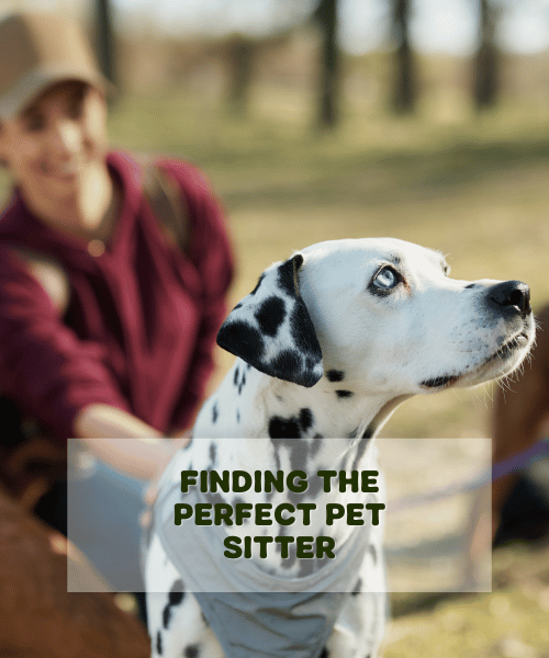 Finding the Perfect Pet Sitter: Your Furry Friend’s Guardian Angel