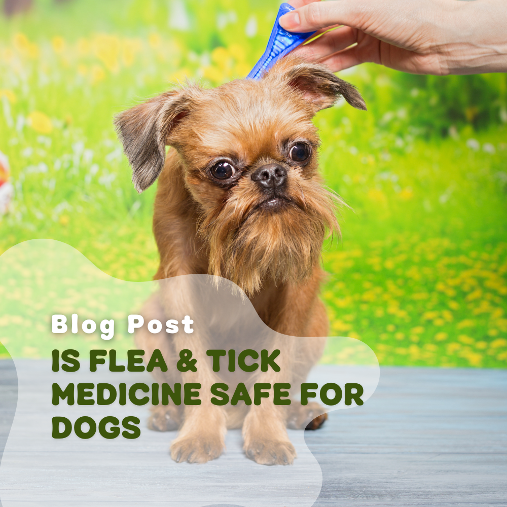 Is Flea & Tick Medicine Safe For Dogs?