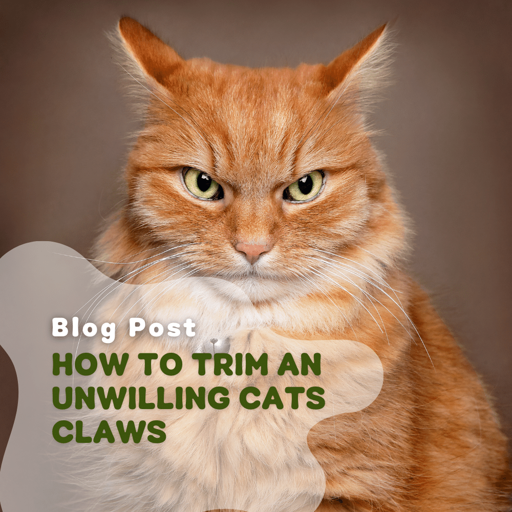 How To Trim An Unwilling Cat's Claws