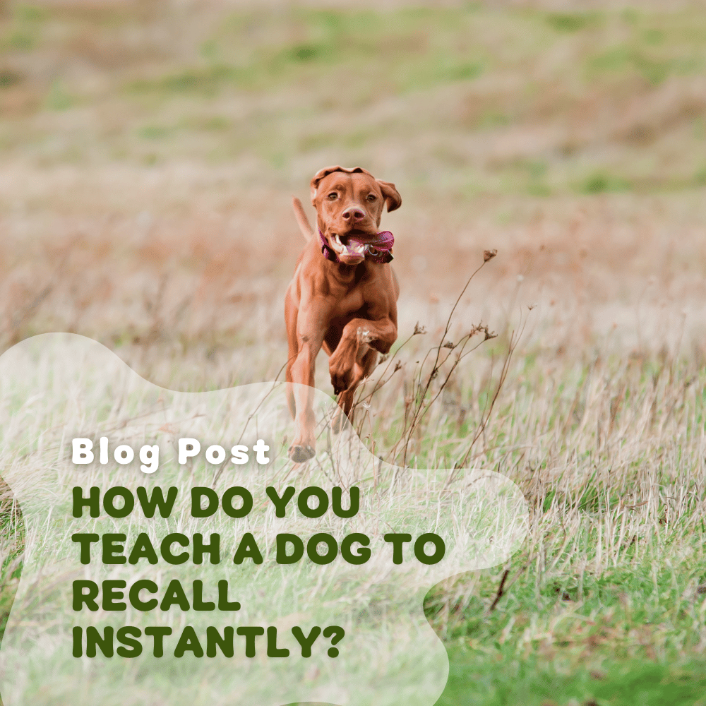 How do You Teach a Dog to Recall Instantly?