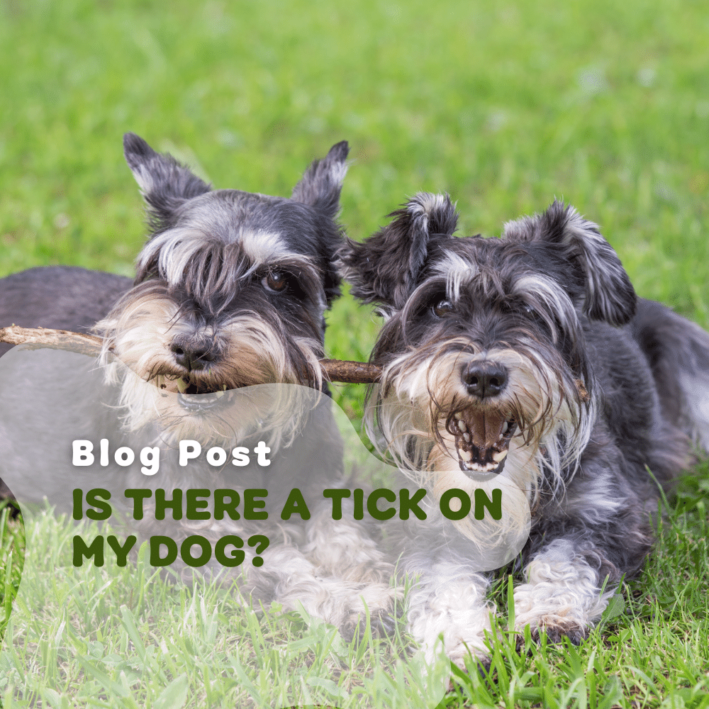 Is There A Tick On My Dog?